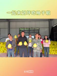 刘坪的甜柚丰收啦！