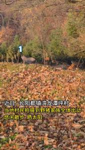 村民拍到野猪家族悠闲散步