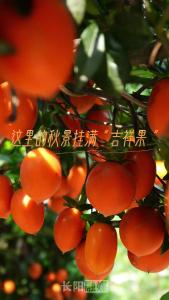 这里的秋景挂满“吉祥果”
