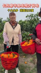 长阳磨市果冻橙开园啦
