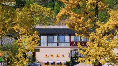 攻玉寺银杏进入最佳观赏期