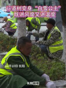 行道树变身“白雪公主”，既讲风度又讲温度。