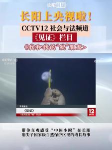 CCTV12频道“见证”栏目播出《我和我的“鲵”朋友》，带你感受“中国小鲵”在长阳崩尖子国家级自然保护区的成长故事。