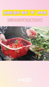 采摘正当时，畅享“莓”好时光！两河口村草莓采摘园开园！