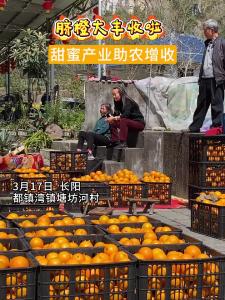 长阳脐橙大丰收啦！
