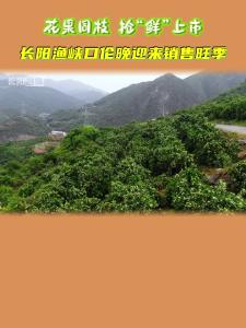 花果同枝，抢“鲜”上市！长阳渔峡口伦晚迎来销售旺季。