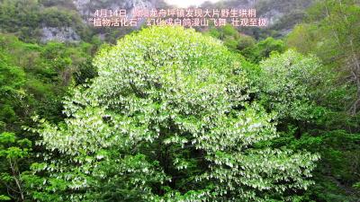 “白鸽”飞舞！长阳现大片野生珙桐