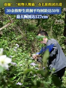 “植物大熊猫”在长阳组团出道