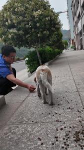 流浪犬不流浪，集中收容安新家。