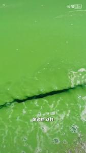 清江的水华是如何产生的？真的是由锰矿引起的吗？一起来听听专家的解读！