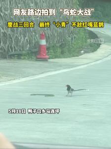 网友路边拍到“小青”大战红嘴蓝鹊