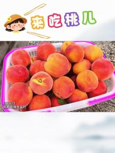 高家堰镇金盆蜜桃园开园啦！快来体验采摘乐趣吧！