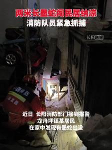 两米长墨蛇闯民居纳凉，消防队员紧急抓捕。