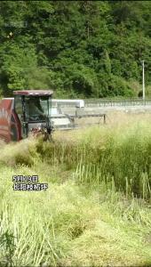 枝柘坪收割机已到站，请油菜们有序“上车”～