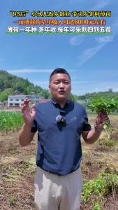“95后”小伙儿返乡创业，带动乡邻种薄荷，一亩薄荷药草年收入可达6000元左右。
