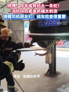 师傅，你车底有好大一条蛇！