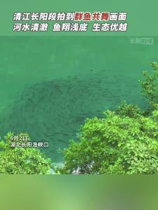 清江长阳段现群鱼共舞生态画卷。