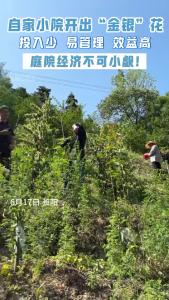 自家小院开出“金银”花，庭院经济不可小觑！