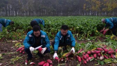 南漳：多方助力化解难题 张家营村的滞销萝卜有销路了