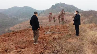 国有南漳县凤凰山林场大力开展油茶造林整地工作