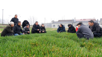 南漳：农技专家田间指导 积极应对低温冻害