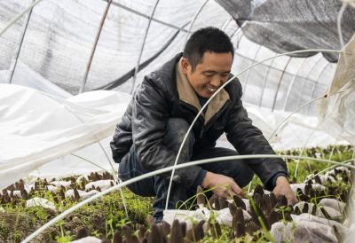南漳：覃斌建志在乡野种好菇