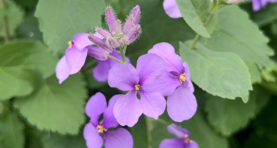 南漳：一缕春风来 菜花香满园