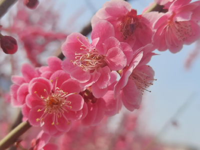 南漳：春食梅花馔