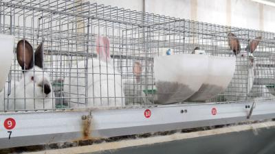 南漳：“工厂化”养兔助农增收  