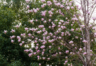 南漳：独花摇曳粉三月