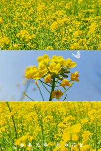南漳：春光明媚赏花处，印象老家踏春忙！