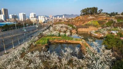 南漳：阳春三月春光暖，樱桃花开遍地香