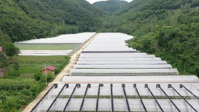 蔬菜住“暖房” 增收好“钱景”  