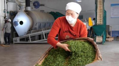 南漳：冲刺高端茶 减产不减收