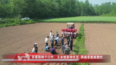 南漳新闻丨肖堰镇狮子口村：玉米地里种大豆  两级专家来帮忙