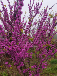 紫荆花开春色美