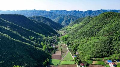 中药材种植 托起石桩河村致富梦 