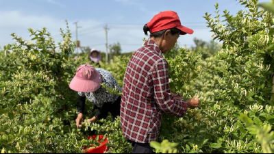 南漳：金银花铺就 “致富路”