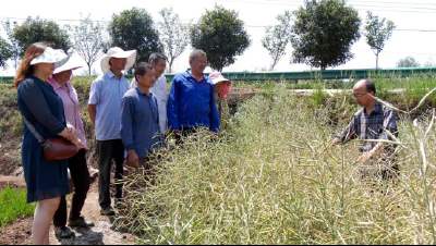 分段式收割 助力油菜减损稳产