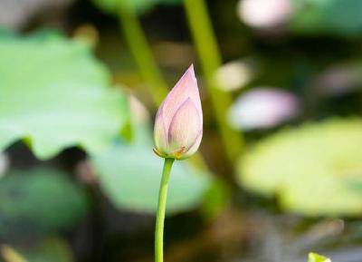  【热点关注】赤壁：小暑至 荷叶圆荷花艳蜻蜓露珠戏南园