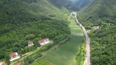 南漳：“高山蔬菜长廊”成为群众“致富长廊”