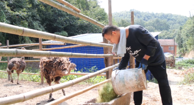 特种养殖 “鸵”起致富希望