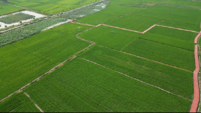 “陆空”协同作战  万台植保设备“虫口夺粮”