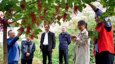 湖北南漳：山桐子试种成功  助农增收新途径 