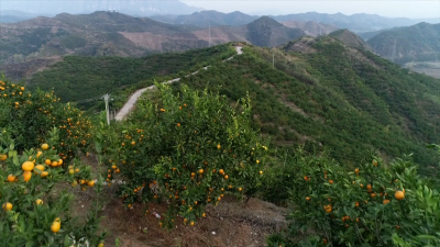 税惠助农兴 绘就好“丰”景