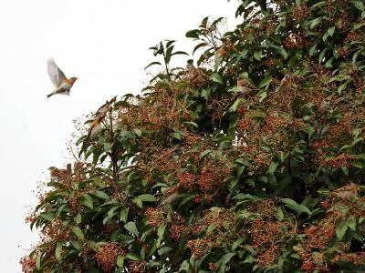 【热点关注】竹山：光叶石楠红果累累 群鸟啄食一片欢腾