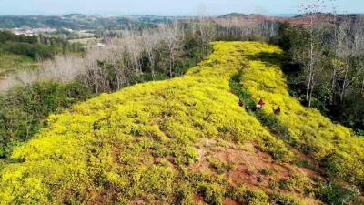 复垦种植野菊花 变成增收“致富花” 