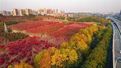 【热点关注】武汉一高校“红色森林”美不胜收