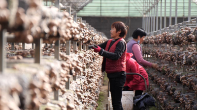 湖北南漳：小香菇撑起“致富伞” 食用菌种出“大产业”