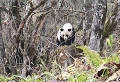 大熊猫国家公园白水江园区工作人员偶遇野生大熊猫